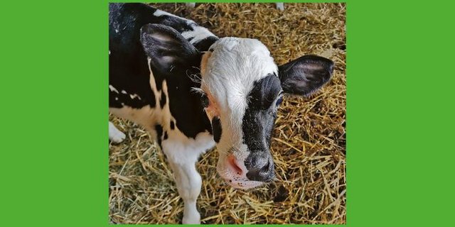 Bei der genomischen Selektion wird das erbliche Potenzial eines Tieres geschätzt. (Bild sb)