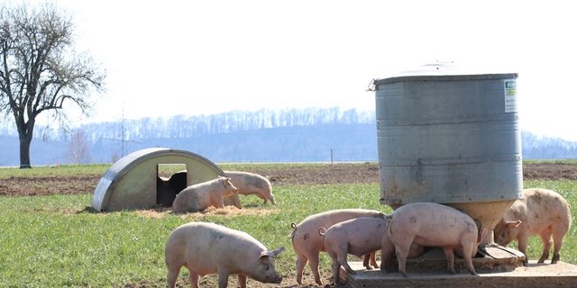 Für Daniel Bärtschi gehören Tiere zur Regenerativen Landwirtschaft dazu – sie sollen aber möglichst ganzjährig draussen gehalten werden. (Bild BauZ)