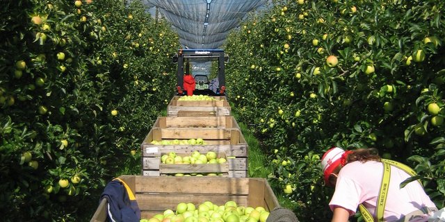 Aus dem Feldobstanbau werden 54'000 Tonnen Mostäpfel und 7'200 Tonnen Mostbirnen erwartet. (Bild zVg)