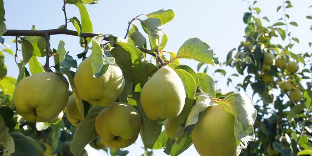 Quitten schmecken roh überhaupt nicht, dafür sind sie verarbeitet umso köstlicher. (lid)