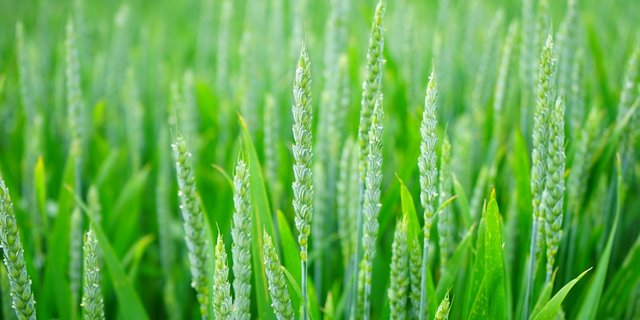 Zwischen verschiednen Weizensorten gibt es grosse genetische Unterschiede. Das macht die Pflanze besonders anpassungsfähig. (Bild Pixabay)