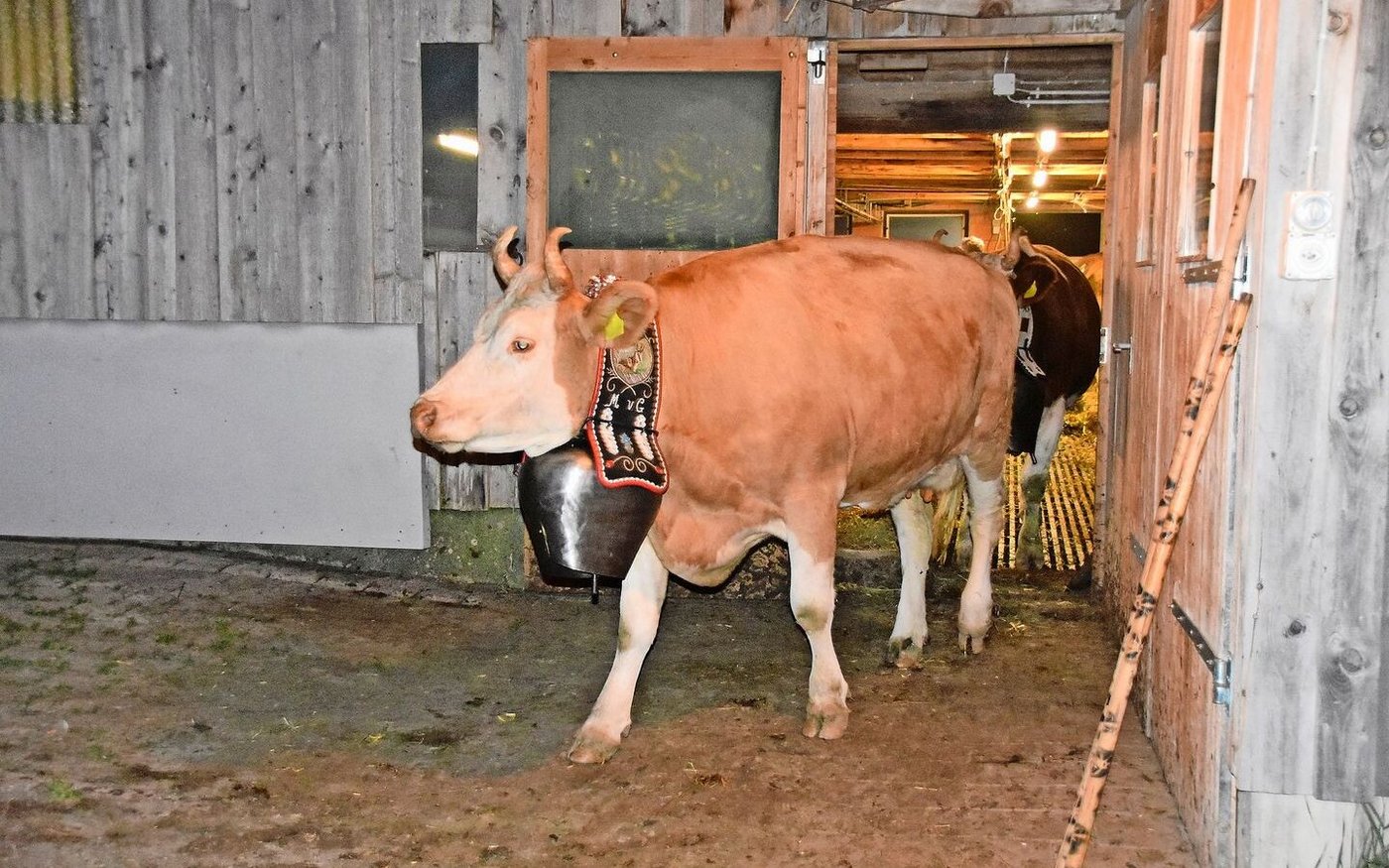Es kann losgehen. Noch bei Nacht ziehen die Kühe los. Man will noch vor der grossen Hitze auf der Alp ankommen.