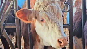 Die Schweiz soll ges Die Schweiz soll gesunde Tiere züchten, die aus Raufutter effizient Milch oder Fleisch produzieren, um die Umweltbelastung zu minimieren.