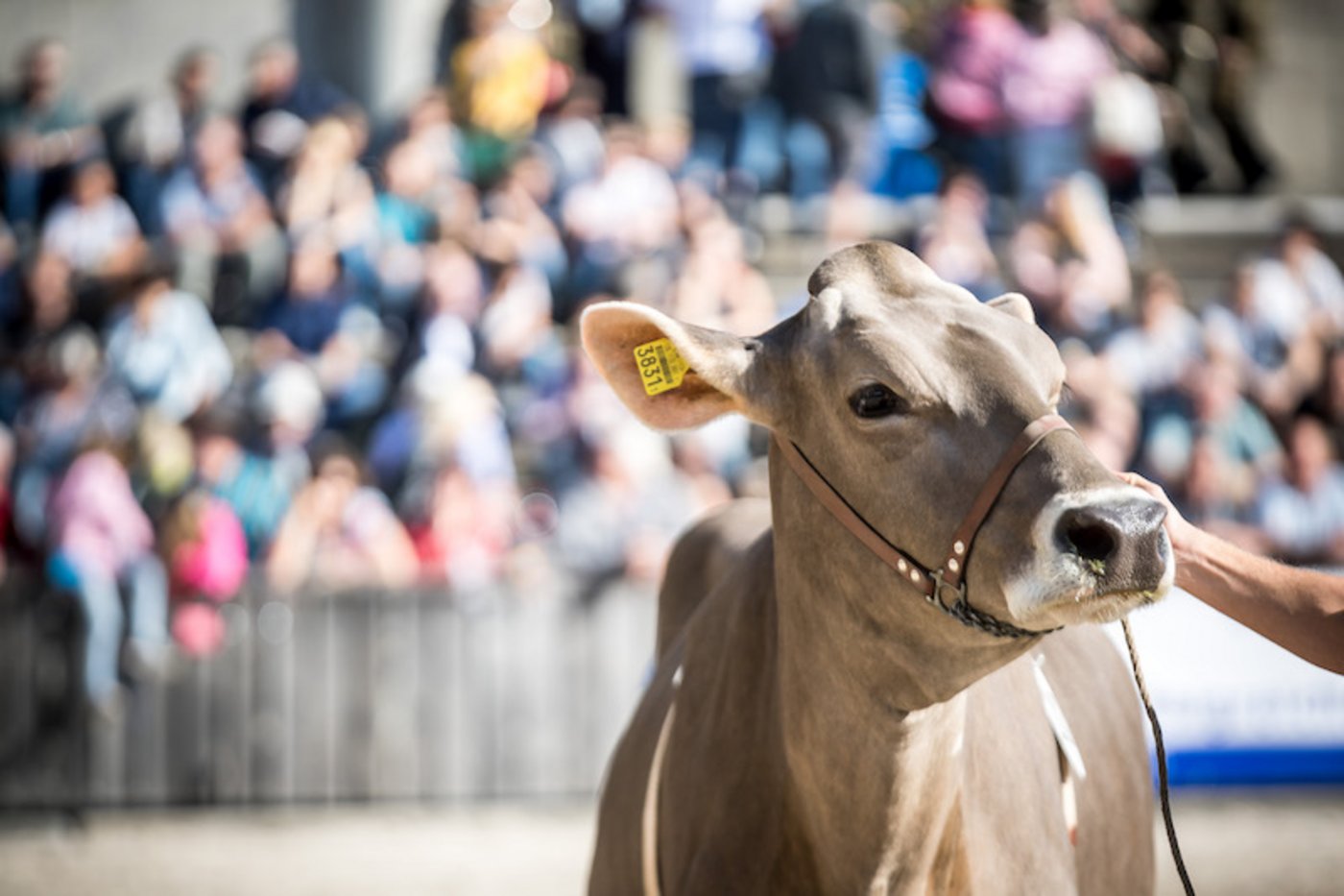 An der Olma präsentieren Braunviehzüchter ihre schönsten Tiere. (Bild zVg)