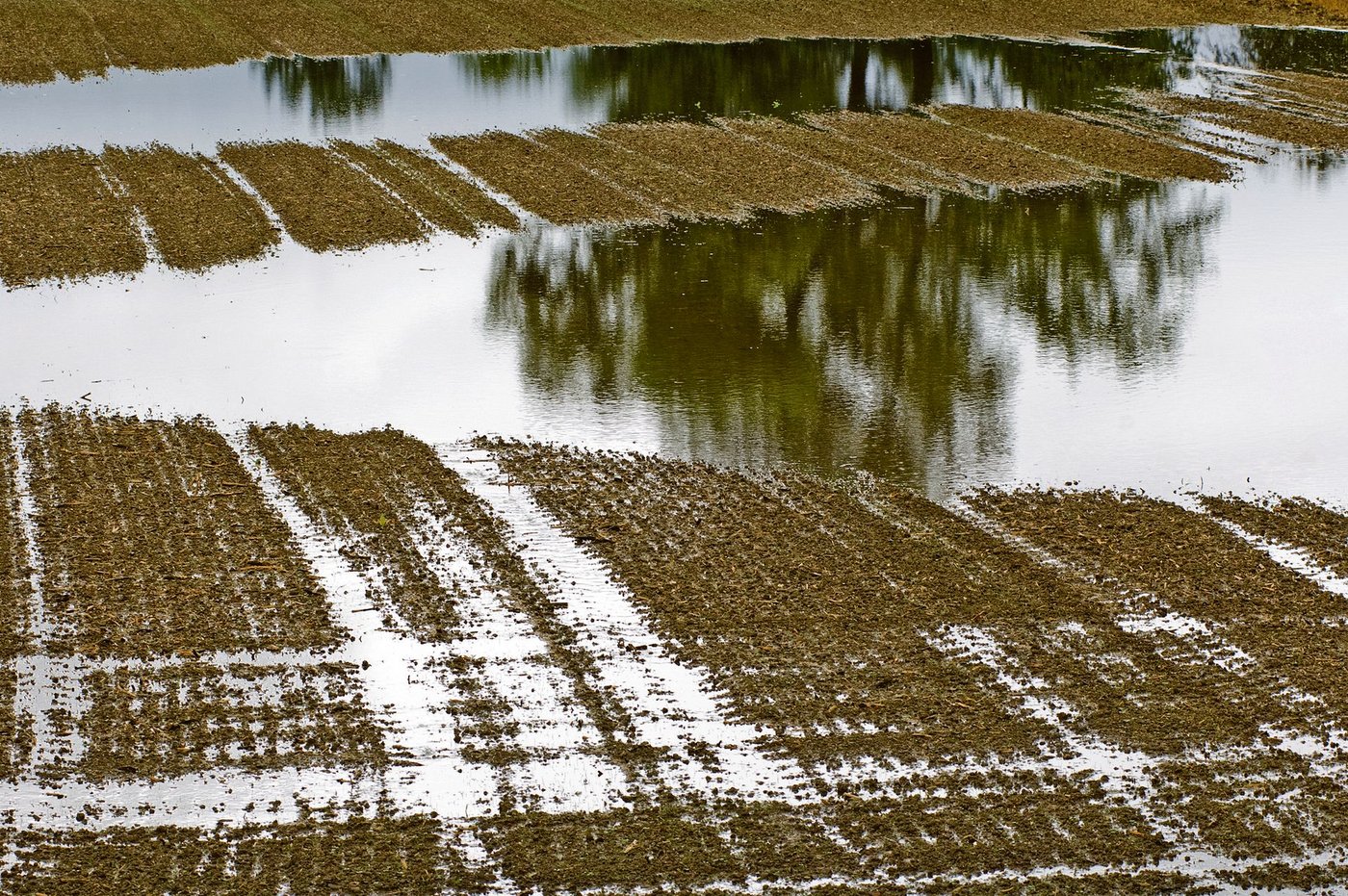 In der Ost- und Westschweiz gab stellenweise Überschwemmungen. Betroffen sind etwa 300 Hektaren, die bisher der Schweizer Hagel gemeldet wurden. (Symbolbild Agroscope)