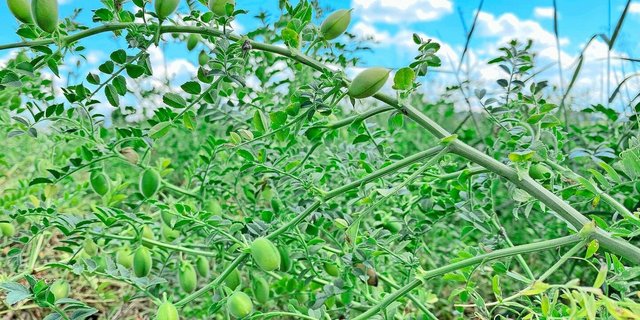 Kichererbsen brauchen ein warmes Klima und viel Sonne, um gut zu gedeihen. In der Schweiz ist keine Impfung für das Saatgut zugelassen.