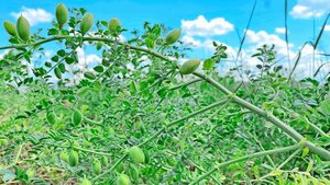 Kichererbsen brauche Kichererbsen brauchen ein warmes Klima und viel Sonne, um gut zu gedeihen. In der Schweiz ist keine Impfung für das Saatgut zugelassen.
