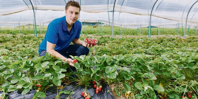 Bioproduzent Ramon Staubli erreicht heute bereits einen Anteil von 5 Prozent am Schweizer Bio-Erdbeermarkt. Der gelernte Obstbaufachmann gründete vor zwei Jahren die «Ramons Biofrüchte GmbH».(Bild zVg)