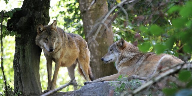 Im St. Galler Rheintal sollen derzeit bis zu drei Wölfe unterwegs sein, (Bild Unsplash)