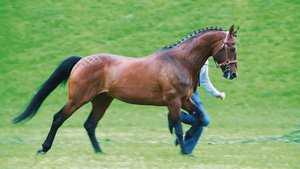 Ein FM-Hengst, der b