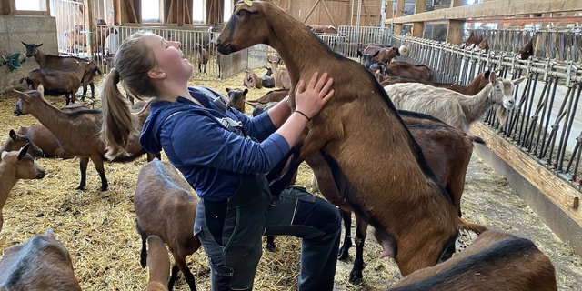 Die Zucht der gämsfarbenen Gebirgsziegen ist eine Art Familien-Hobby, sagt Deborah Beer. Ziegen sind neben Kühen ihre Lieblingstiere. (Bilder jsc)