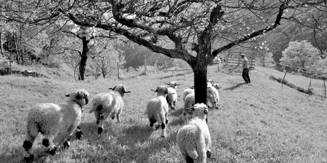 Wird dies ihr Glückstag sein? Schwarznasenschafe aus dem Oberwallis, Richtung Italien. 