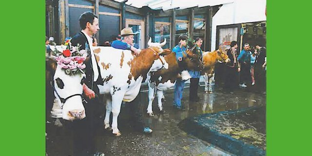 Unsere Cindarella, ganz rechts auf dem Bild. Am Ende der BEA gab es vor 30 Jahren noch einen Alpabzug. (Bild gf)