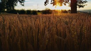 Der Getreideanbau st Der Getreideanbau steht weltweit vor grossen Herausforderungen. Die steigenden Kosten der Produktion werden über die gesamte Wertschöpfungskette realisiert werden müssen.