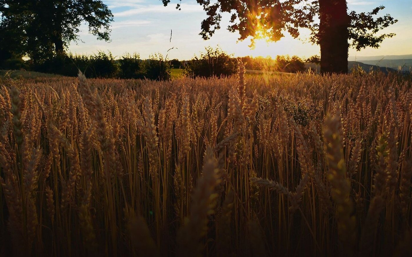 Der Getreideanbau steht weltweit vor grossen Herausforderungen. Die steigenden Kosten der Produktion werden über die gesamte Wertschöpfungskette realisiert werden müssen.