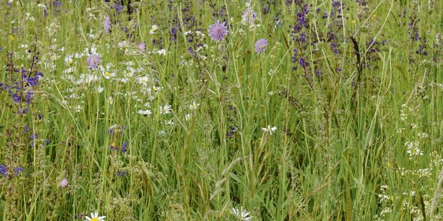 Wiesen sind wertvolle Standorte. Die Wiesenmeisterschaft würdigt sie und vor allem auch die Arbeit der landwirtschaftlichen Bevölkerung für diese Wiesen. (Bild zVg)