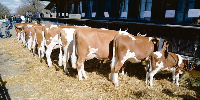 Zuchtfamilienschauen sind immer wieder ein Höhepunkt. Diese finden erst nächstes Jahr wieder statt.(Bilder Simone Barth und Braunvieh Schweiz)