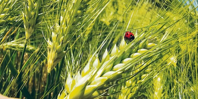 Bei den Futtergetreideproduzenten gibt es aktuell wenig Anlass zu Glücksgefühlen. Mangels Wirtschaftlichkeit geben viele auf.