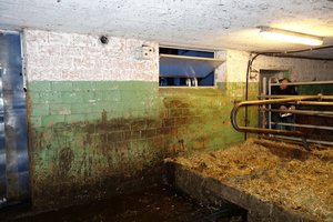 An der Stallwand sind schemenhaft die Umrisse eines Rindes sichtbar. Die abblätternde Farbe enthielt PCB als Weichmacher und führte zu belastetem Fleisch. (Bild Markus Zennegg / Empa)