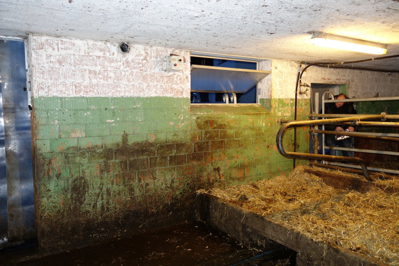An der Stallwand sind schemenhaft die Umrisse eines Rindes sichtbar. Die abblätternde Farbe enthielt PCB als Weichmacher und führte zu belastetem Fleisch. (Bild Markus Zennegg / Empa)