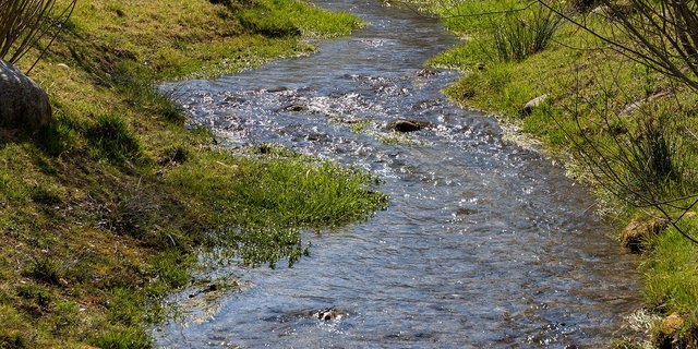 Naturnahe Gewässerräume bieten vielen teils bedrohten Arten einen Lebensraum. (Symbolbild Pixabay)