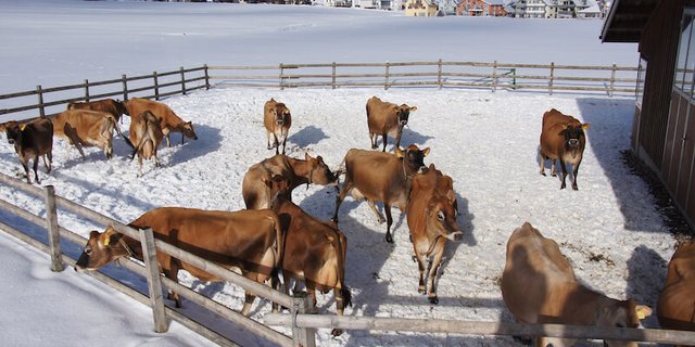 Kalte Tage sind für Kühe kein Problem. Nur bei Nässe und Wind werden sie deutlich kältempfindlicher. (Symbolbild lid)