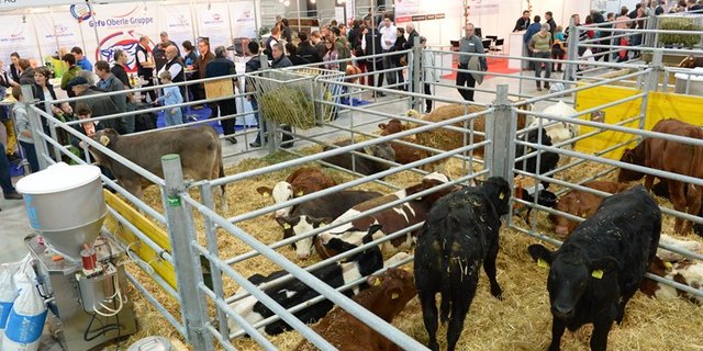 Die Famchmesse Suisse Tier kann man bald auch Online erleben. (Bild Messe Luzern)