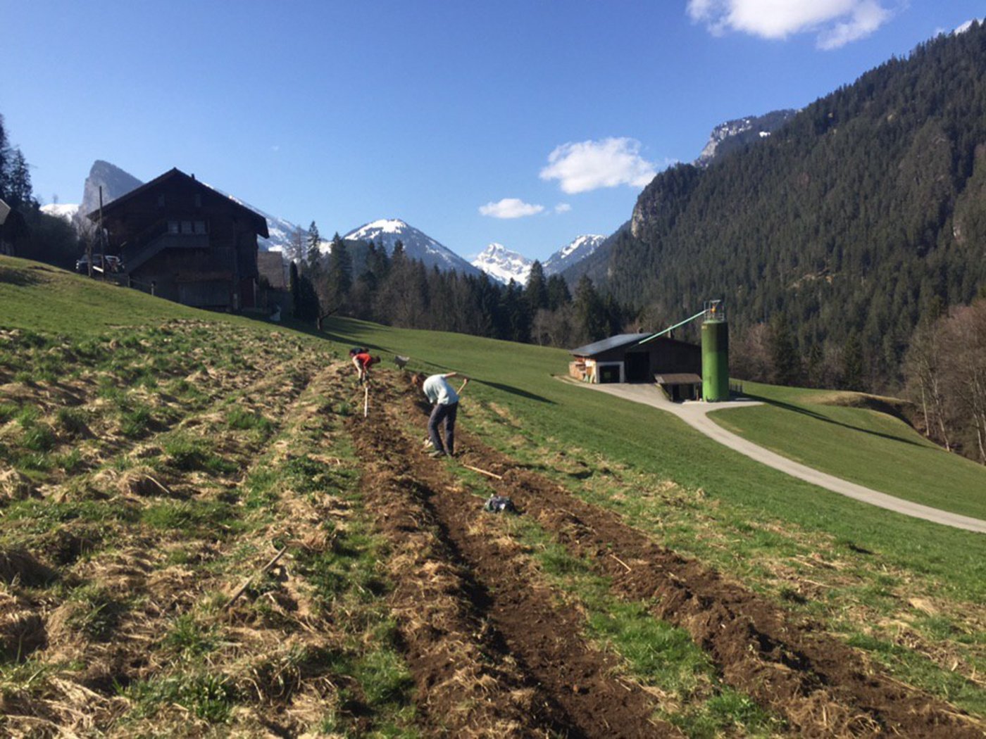 Einen Tag lang arbeiteten vier Freiwillige im Diemtigtal mit. (Bild zVg)