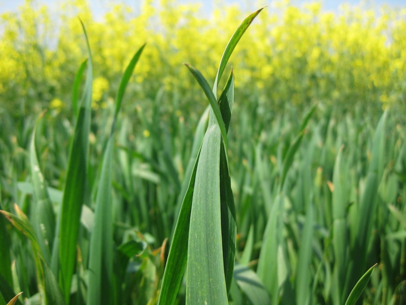 Die neuste Ernte-Prognose von Swiss Granum fällt ähnlich aus wie bereits im März. (Bild Swiss Granum)