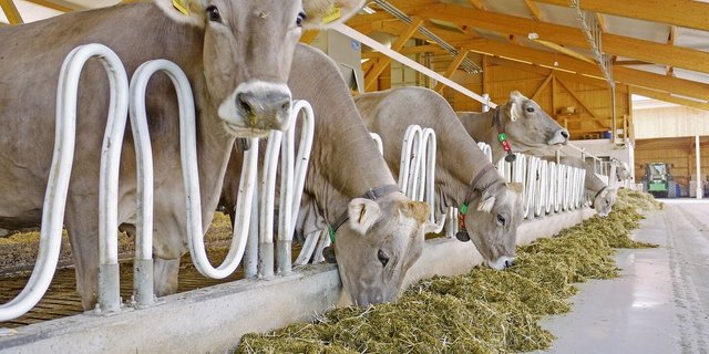 Fruchtbarkeit ist eine Managementsache. Häufig hinke diese dem gestiegenen Leistungspotenzial der Kühe hinterher.