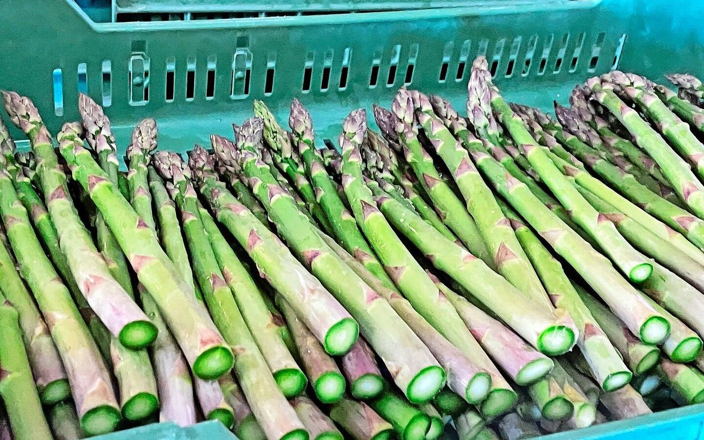 Nachdem die Spargeln am frühen Morgen geerntet wurden, kommen die ersten bereits am Mittag auf den Tisch. 