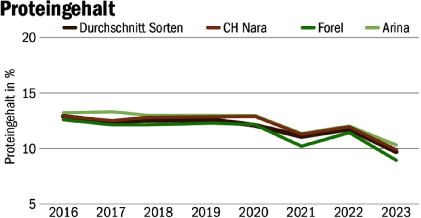 Seit 2016 sinkt der Proteingehalt im Brotgetreide, unabhängig von der Sorte. Es liege am Wetter.
