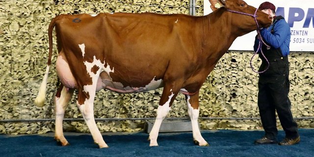 Nebst marktgängigem Nutzvieh wurden in Brunegg AG auch spezielle Zuchttiere verkauft. Der Käufer von Bürkli-Holst Rager Rouge bezahlte 6000 Franken.