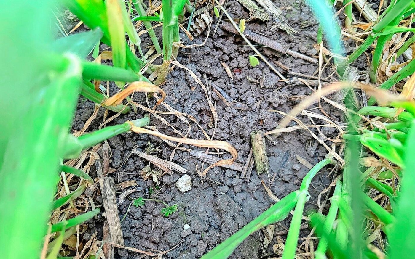 Von Ernterückständen ist in der Gerste kaum mehr etwas zu sehen: Das Material wurde grossmehrheitlich zersetzt, samt allfälliger Pilzsporen.
