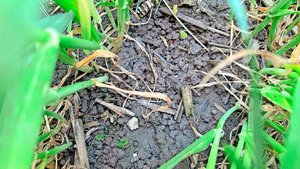 Von Ernterückständen Von Ernterückständen ist in der Gerste kaum mehr etwas zu sehen: Das Material wurde grossmehrheitlich zersetzt, samt allfälliger Pilzsporen.