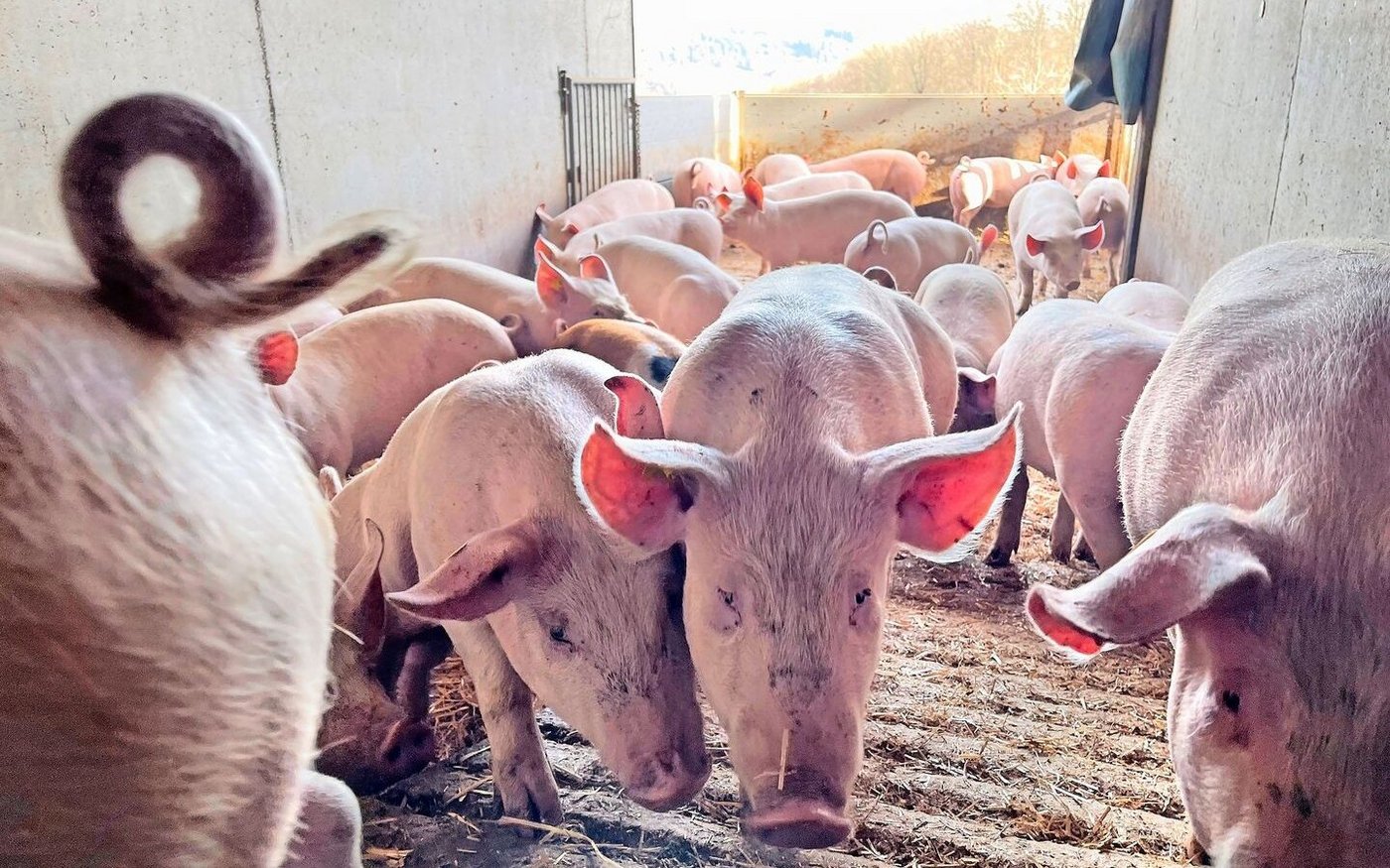 Gute Leistungen im Maststall sind mit allen drei verfügbaren Vaterlinienrassen möglich.
