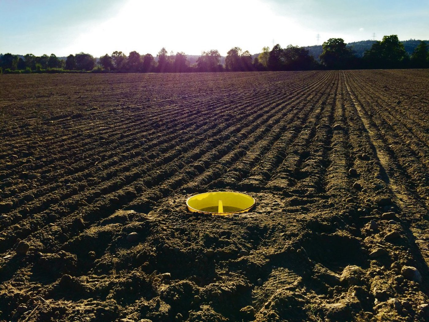 Erdflöhe im Raps lassen sich am besten überwachen, wenn die Gelbfallen ebenerdig eingegraben werden. (Bild zVg)