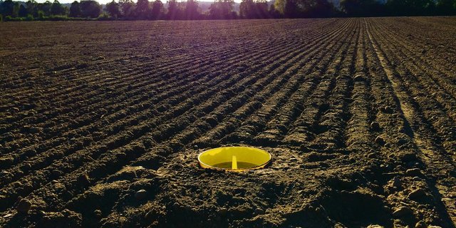 Erdflöhe im Raps lassen sich am besten überwachen, wenn die Gelbfallen ebenerdig eingegraben werden. (Bild zVg)