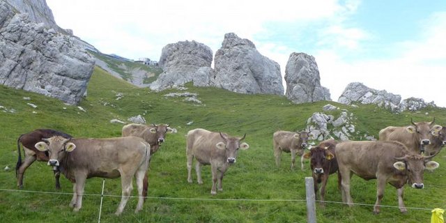 Die Rinder sind bei Wandern ein beliebtes Fotosujet. Manchmal kann dies aber zu brenzligen Situationen führen. (Bild David Moog)