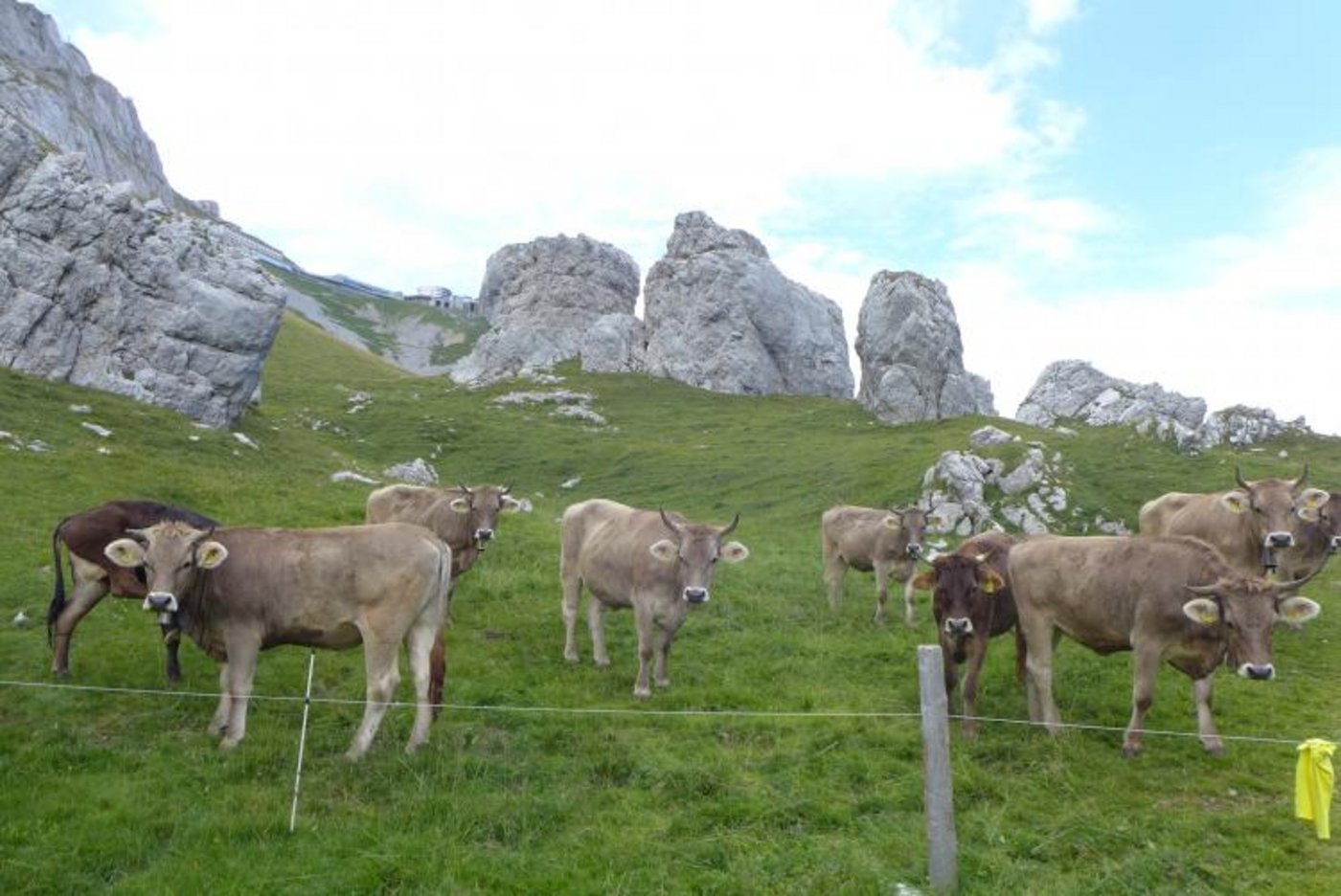 Die Rinder sind bei Wandern ein beliebtes Fotosujet. Manchmal kann dies aber zu brenzligen Situationen führen. (Bild David Moog)