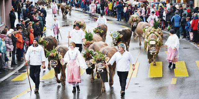 Die Original-Braunvieh-Herde der Familie Waldvogel zieht durch die Strassen von Arth. 