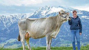 Topleistung und Lang Topleistung und Langlebigkeit: Die 12-jährige Jongleur Elisa (derzeit bei 110 000 kg Milch) mit Besitzerin Andrea Arpagaus, gezüchtet vom 2019 verstorbenen Adrian Arpagaus.