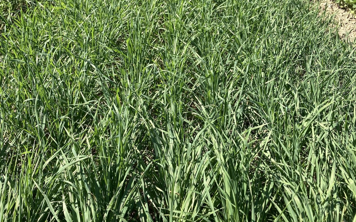 Sandhafer als Gründüngung