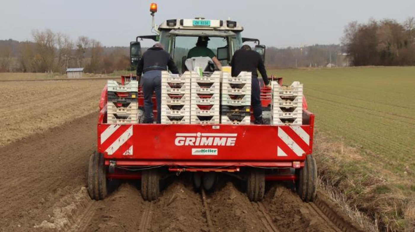 Die Pflanzkartoffeln sind vorgekeimt worden, damit die Pflanzenentwicklung starten kann. (Bilder Roland Müller)