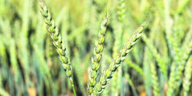 Getreide, welches von Fusarienpilzen befallen ist. (Bild Agroscope)