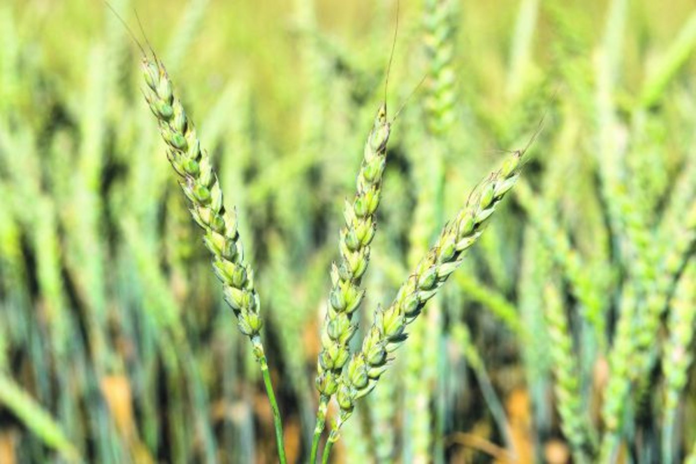 Getreide, welches von Fusarienpilzen befallen ist. (Bild Agroscope)