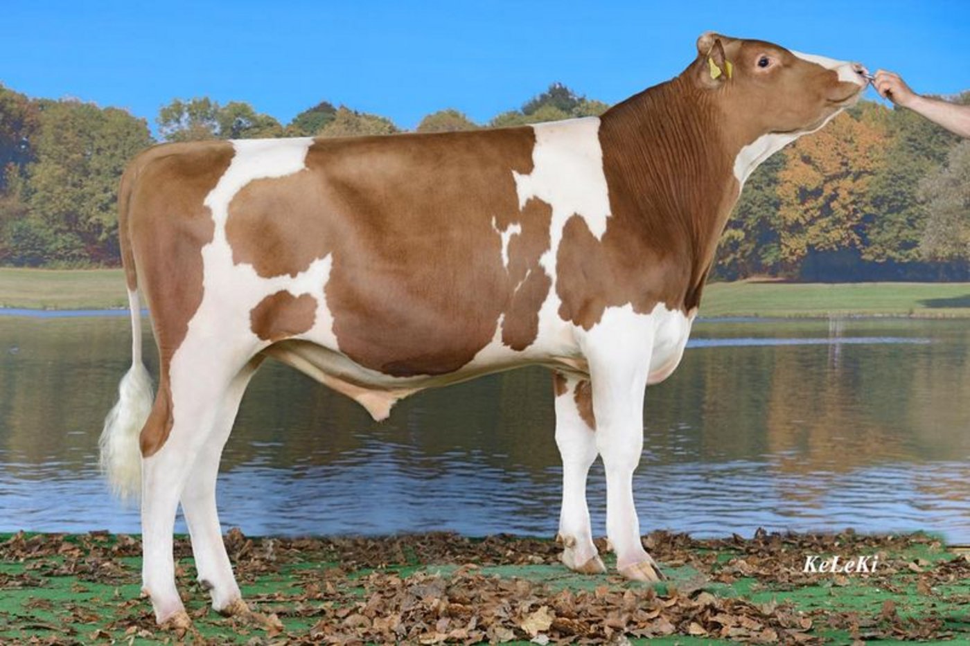 Lons Tauron führt die Rangliste beim Swiss Fleckvieh an.  Er wurde gezüchtet von Hans Peter Glauser, Häutligen. (Bild KeLeKi)