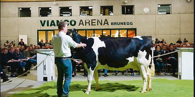 An den Auktionen herrscht zurzeit eine gute Nachfrage nach Nutzvieh. Gefragt sind Kühe mit einem guten Fundament.(Bild BauZ)