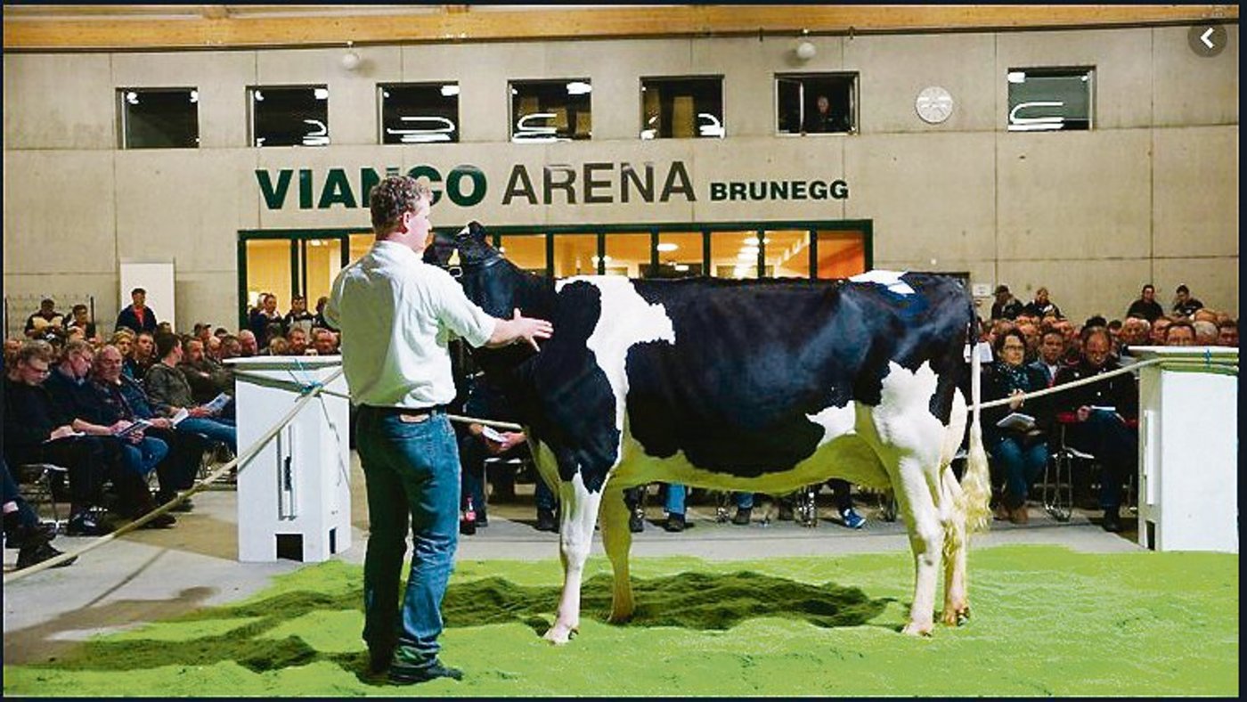 An den Auktionen herrscht zurzeit eine gute Nachfrage nach Nutzvieh. Gefragt sind Kühe mit einem guten Fundament.(Bild BauZ)