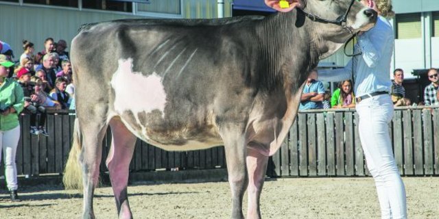 Dieses Rind zeigt zum Beispiel schon zu viel Weiss am Körper. (Bild studi pictures)